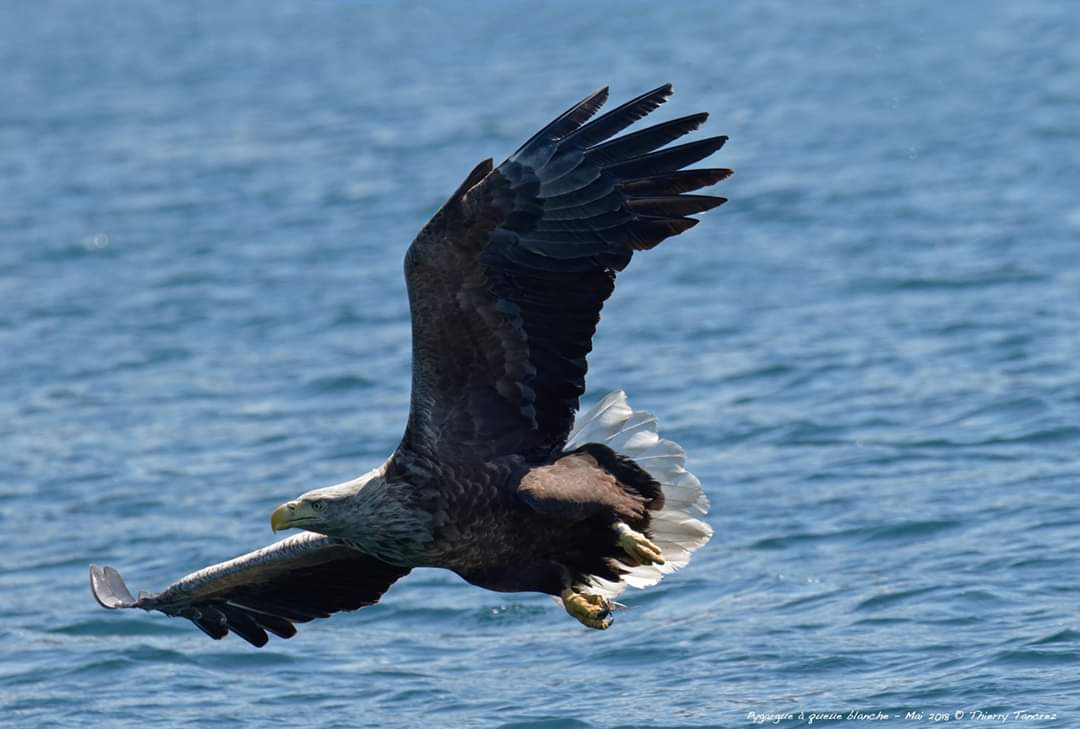 Les oiseaux, passereaux, anatidés, rapaces, de la réserve en cette période de printemps